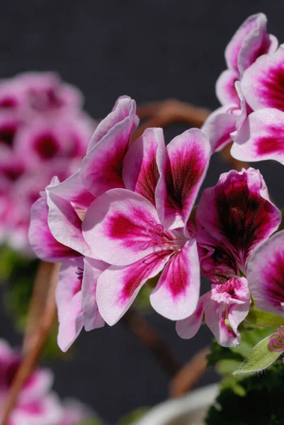 Flores Casa Luz Sol Closeup Profundidade Campo Rasa — Fotografia de Stock