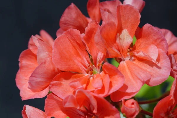 Thuis Bloemen Het Zonlicht Close Ondiepe Scherptediepte — Stockfoto