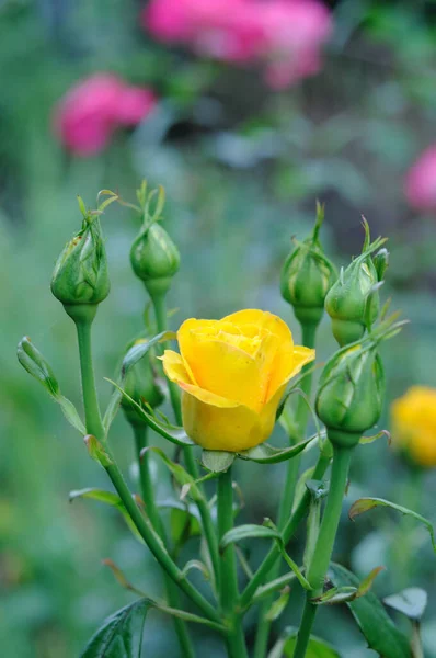 Rosas Amarillas Florecen Sol Jardín Verano — Foto de Stock