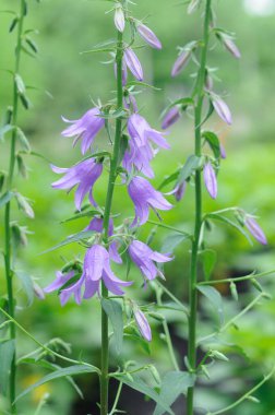 Bahçedeki yeşil bitkilerin arasında mavi çanlar