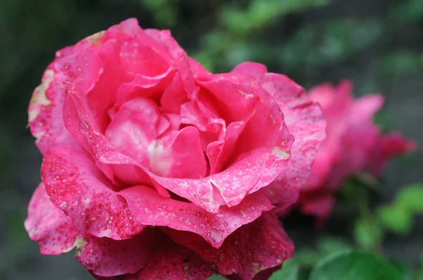 Rosas Tinta Florescem Sol Jardim Verão — Fotografia de Stock