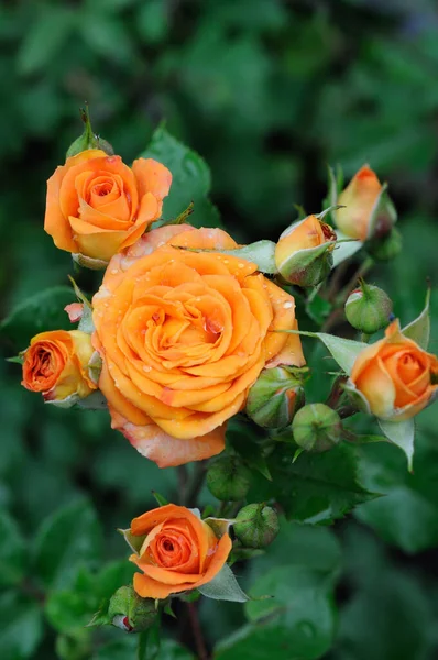 Roses Fleurissent Soleil Dans Jardin Été Gros Plan — Photo