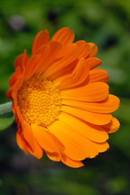 Yaz mevsiminde yeşil bitkiler arasında kadife çiçeği. Sığ alan derinliği