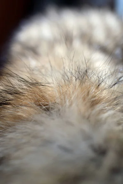 Fox Wool Collar Dried Use Closeup Shallow Depth Field — Stock Photo, Image