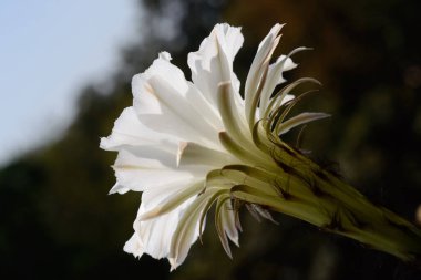 Sonbaharda ev kaktüsü çiçeği. Sığ alan derinliği