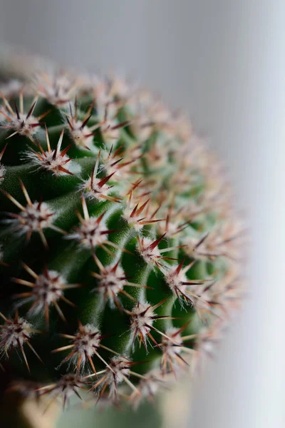 Home Cactus Autumn Closeup Shallow Depth Field — Stock Photo, Image