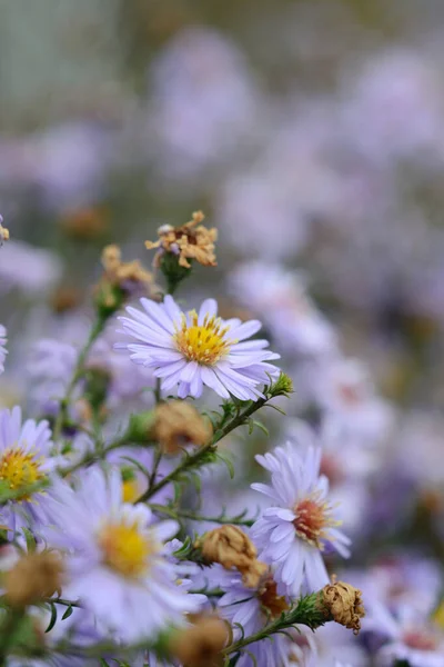 Flores Outono País Closeup Profundidade Campo Rasa — Fotografia de Stock