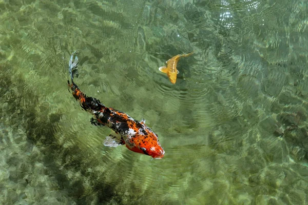 Ikan Koi Dalam Air — Stok Foto