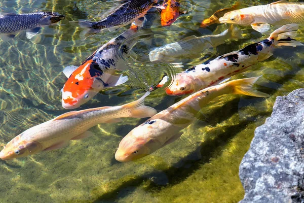 Kawanan Ikan Mas Dalam Air Yang Jernih Kolam — Stok Foto
