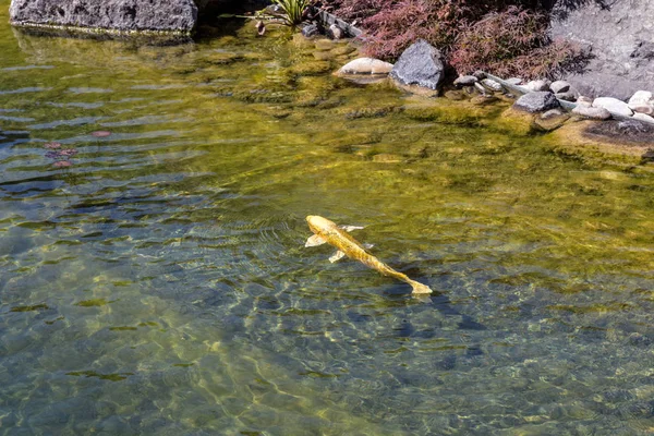 Ikan Mas Koi Emas Dekat Pantai Kolam — Stok Foto