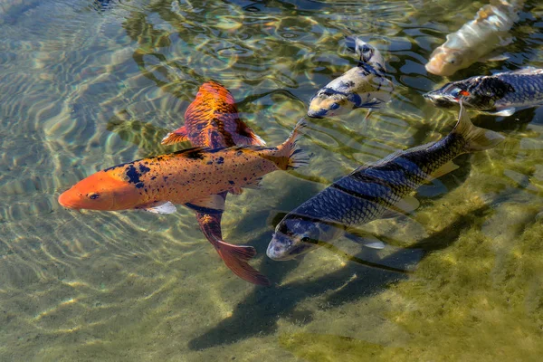 Ikan Mas Jepang Kolam — Stok Foto