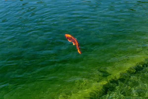 Ikan Mas Koi Emas Dalam Air Jernih Dari Kolam — Stok Foto