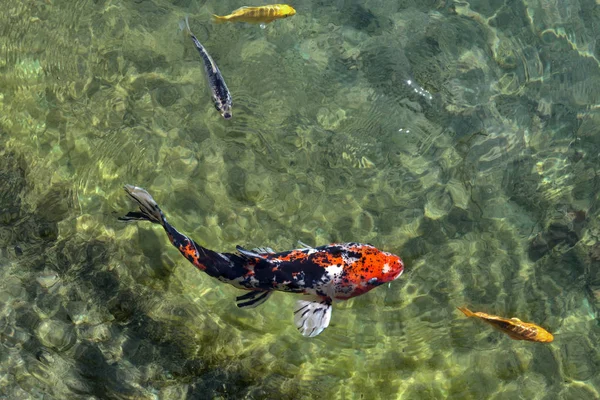 Ikan Gurami Jepang Dalam Air — Stok Foto