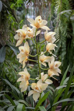 seçici odak ön planda bulunan bir yaklaşık tropikal ormanda bir arka plan ve arka plan bulanık bir sarı orkide çiçek