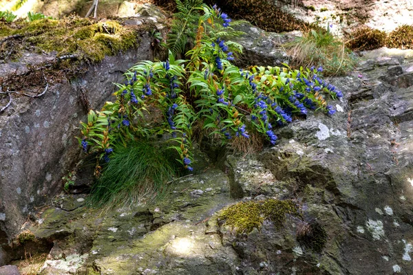 Arbusto Perene Gentian Crescendo Pedras — Fotografia de Stock