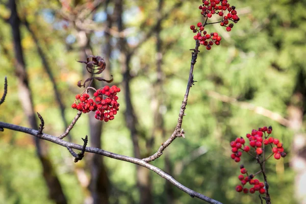 Baies Rowan Sur Une Branche Éclairée Par Soleil Gros Plan — Photo