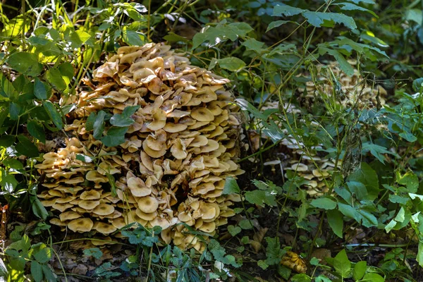 Tatlım agaric ormanda büyük miselyum