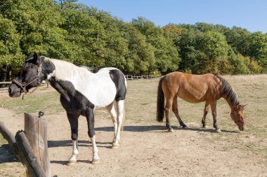 iki bir koy ve siyah ve beyaz bir Pinto çayırda atları