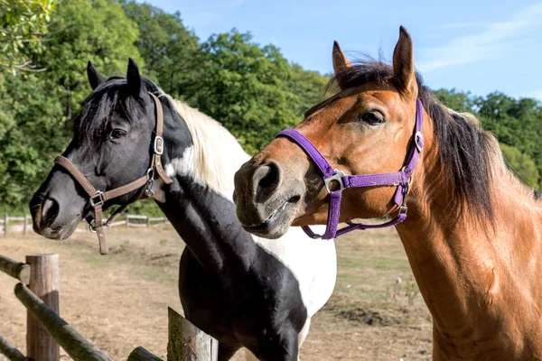 two heads of horses, chestnut and black-and-white Pinto with selective focus in the foreground