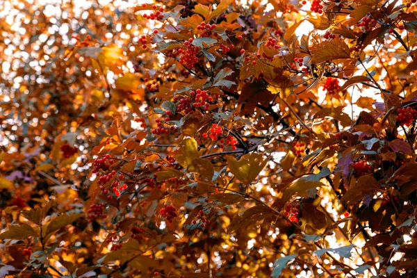 Cachos Viburno Vermelho Com Folhas Amarelas Outono Tons Amarelos Vermelhos — Fotografia de Stock