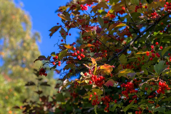 Ramos Árvore Viburnum Vermelho Com Bagas Folhas Outono Contra Céu — Fotografia de Stock