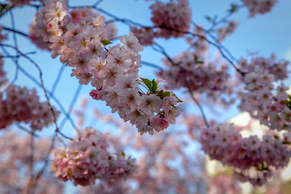 Skönheten i körsbärs blommor — Stockfoto