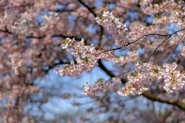 Цветок сакуры весной — стоковое фото