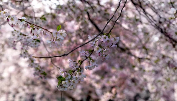 Roze verfijning van Sakura — Stockfoto