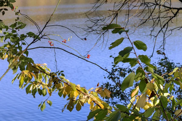 Göl üzerinde sonbahar çalılar — Stok fotoğraf