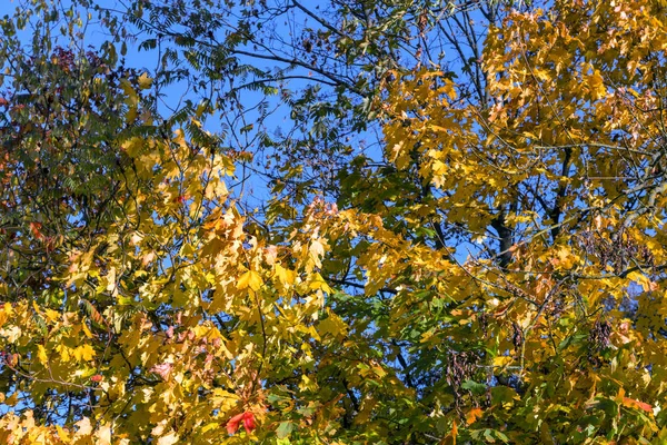 Podzimní listí proti modré obloze — Stock fotografie