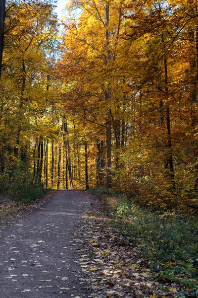 Sonbahar ormanında — Stok fotoğraf