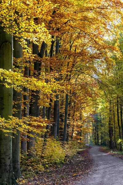 Fußweg im Herbstwald — Stockfoto
