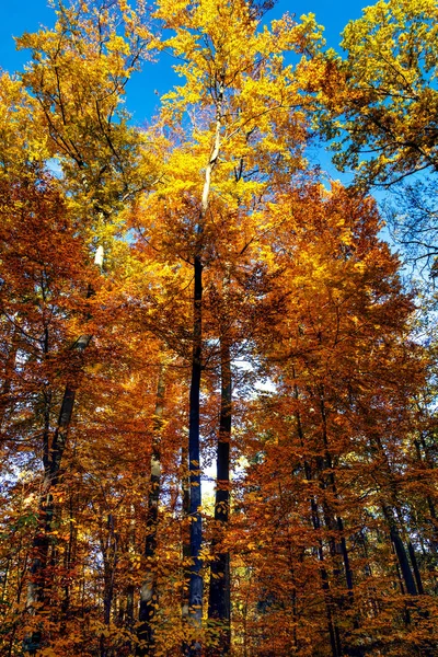 Dorato su blu — Foto Stock