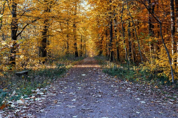 Ulička v podzimním lese — Stock fotografie