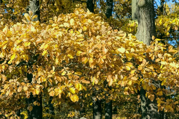 Zlaté podzimní listí — Stock fotografie
