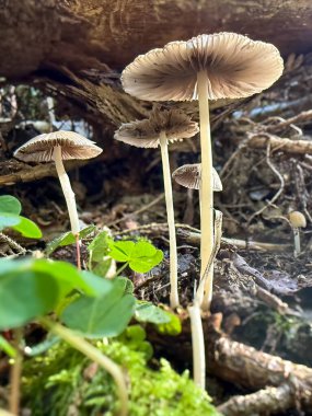 Parasola is a genus of coprinoid mushrooms in the family Psathyrellaceae. These small frail fungi have translucent caps where the radiating gills look like the spokes of a parasol. High quality photo