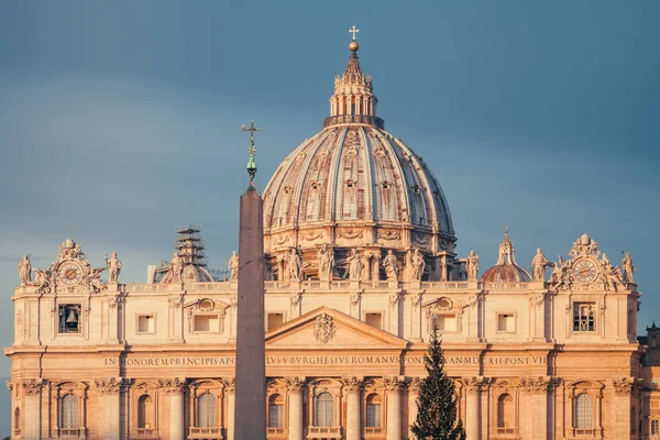 Piękne Duże Choinki Saint Peter Placu Przed Bazyliką Świętego Piotra — Zdjęcie stockowe