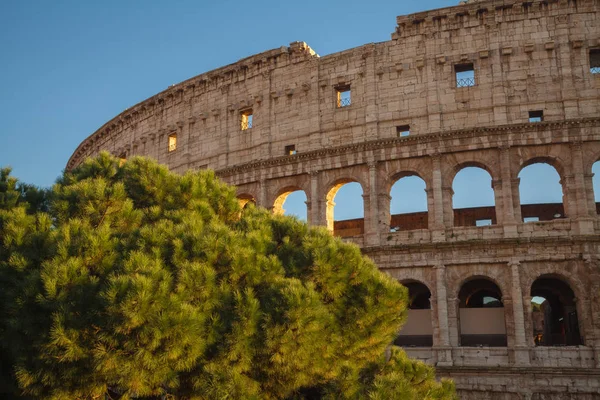 Colosseum Tree Sunny Day Rome Italy — Stock Photo, Image