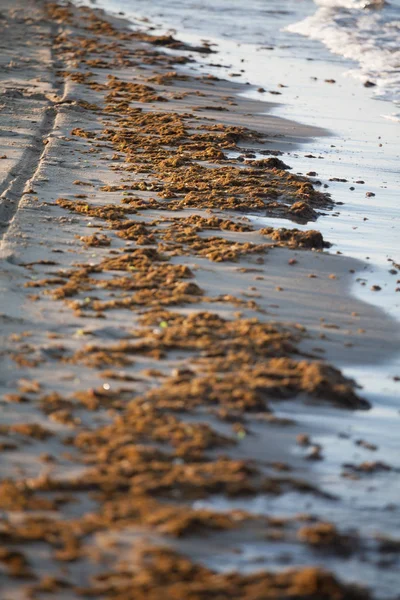 A photography of algae pollution on the beach of Torvaianica, near Rome