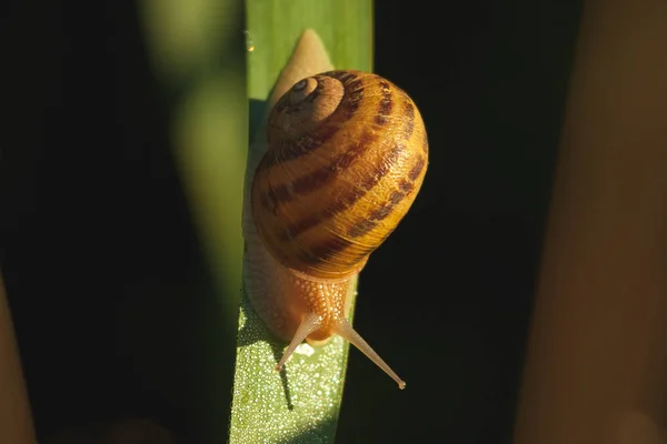 Little Snail Leaf Black Background — Stock Photo, Image