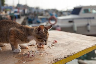 İnce küçük kedi üzerinde liman ahşap bir masaya biraz balık yiyor
