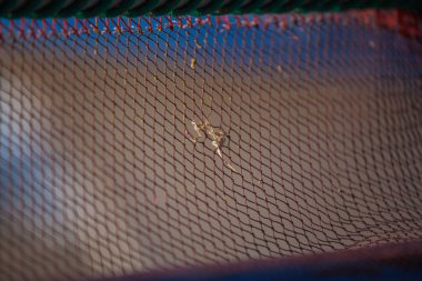 Balık ağı bazı delikleri ve küçük onarım ile