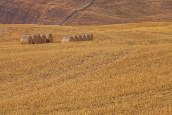 Ampia veduta di un campo e di colline con piante di fieno sullo sfondo in Val d'Orcia, Toscana — Foto Stock