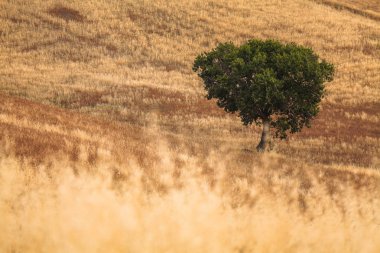 Val d'Orcia, Toskana'da bir tarlada yalnız ağaçların görünümü