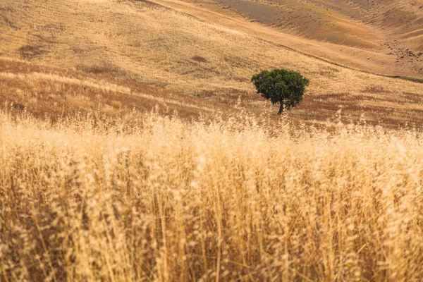 Vista de árvores solitárias em um campo em Val d 'Orcia, Toscana — Fotografia de Stock