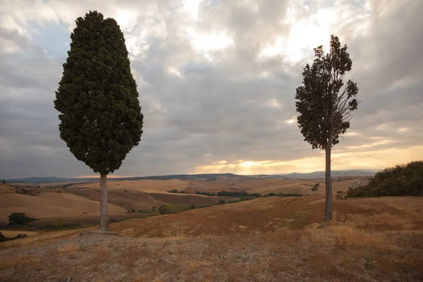 Cipressi в Валь-Д'орчія, Тоскана, Італія — стокове фото