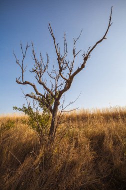 Val d 'Orcia 'da kırsal manzara, Toskana, Italya