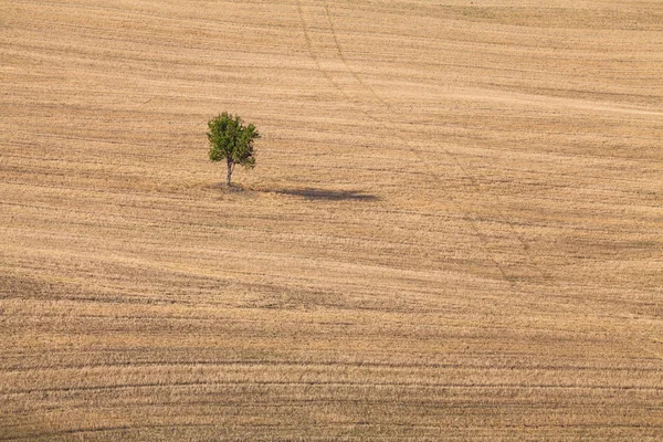 Lone tree in una vasta terra di campagna in Val d'Orcia, Toscana, Italia — Foto Stock