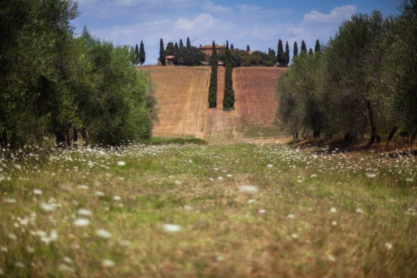 Een uitzicht op Poggio Mangiuoli in Val d'Orcia, Toscane, Italië — Stockfoto