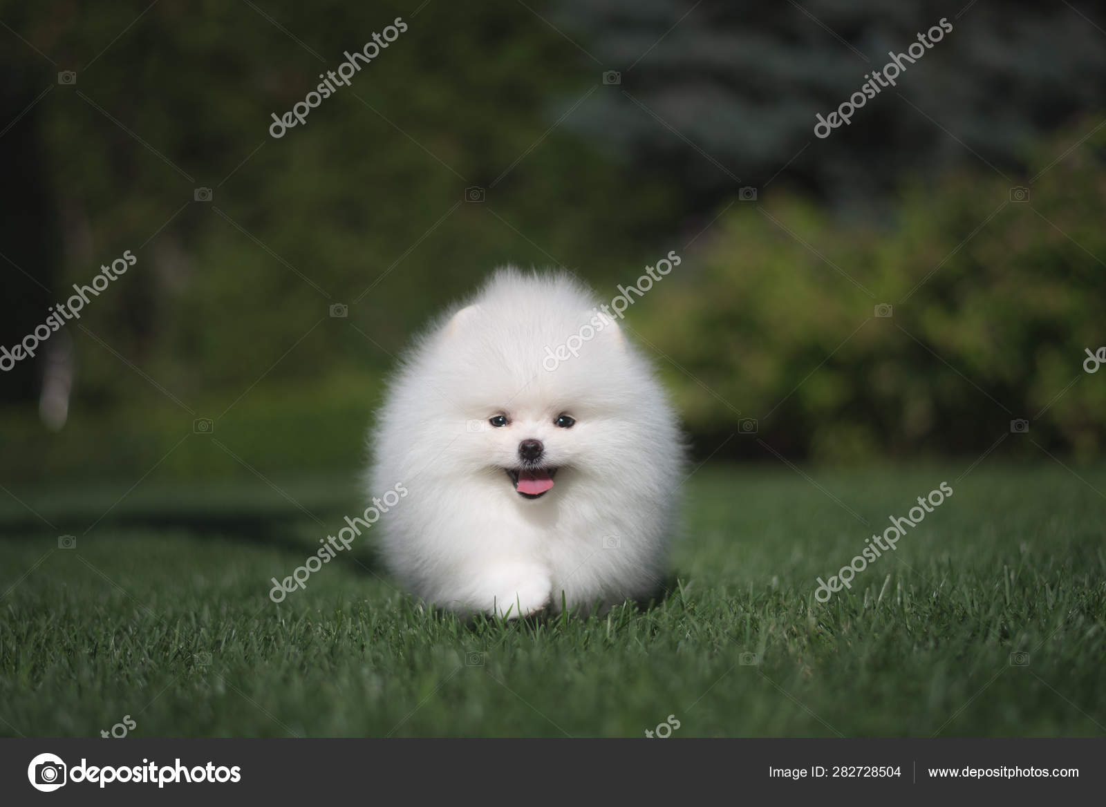 white german spitz puppy